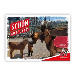 1. FC Köln Postkarte - Schön dat de do bes - 